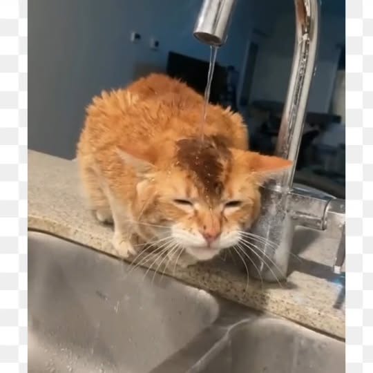 Post by meowcatsscorner