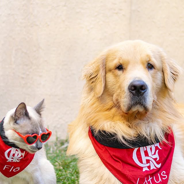 Post by goldenretriever_lotus