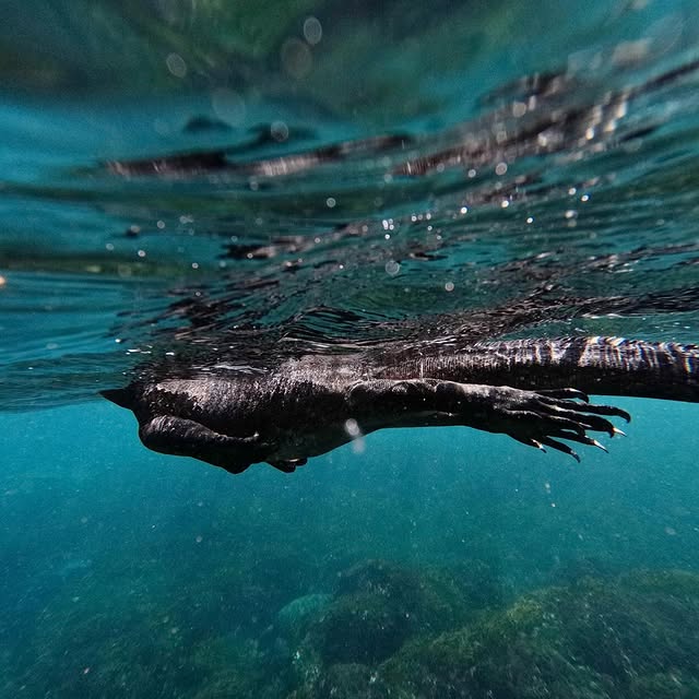 Post by kath.sea.fish