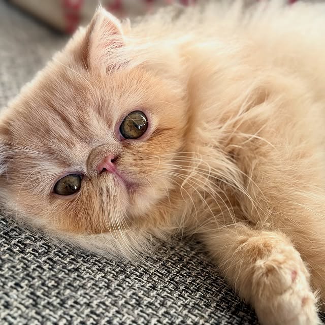 Post by luce.the.persian.cat