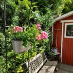 🌸 Elke 🌸's profile picture