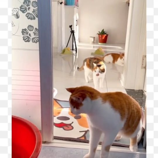 Post by meowcatsscorner