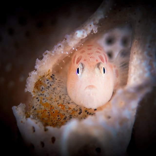 Post by zhuzhu_swazeny