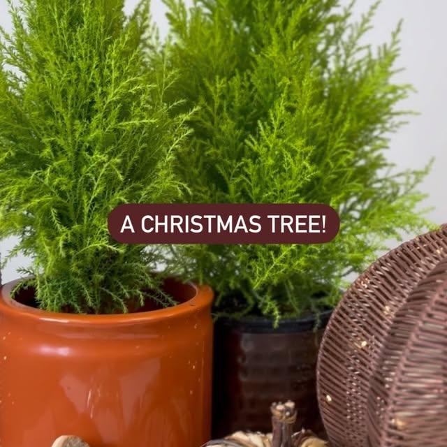 Post by greatgardenplants