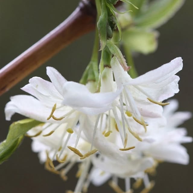 Post by crocus.co.uk