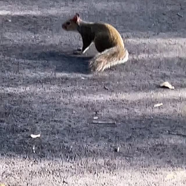 Post by ardilla.maravilla