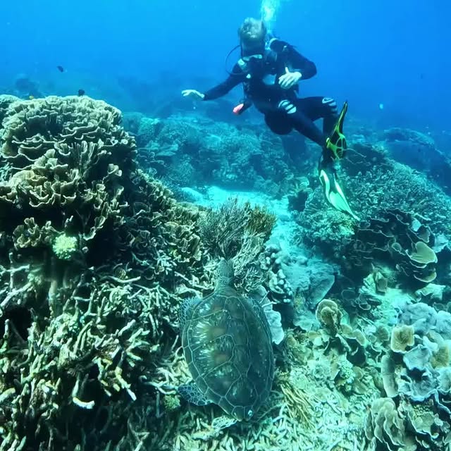 Post by mantarheidivecenter