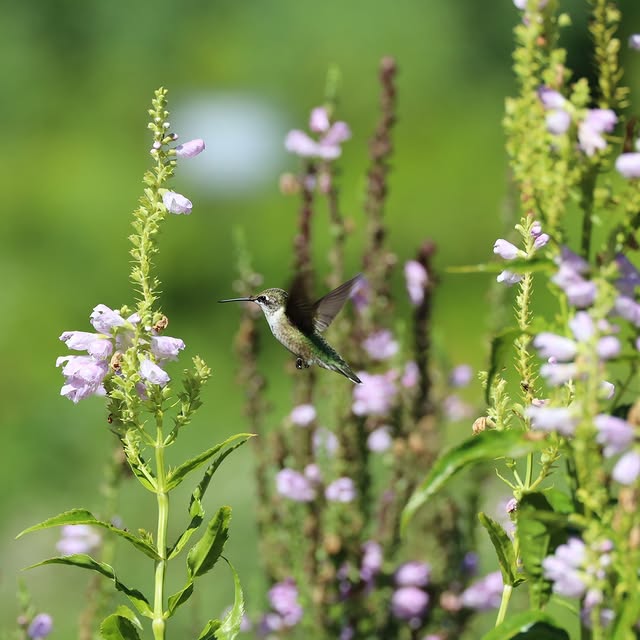 Post by mtcubacenter