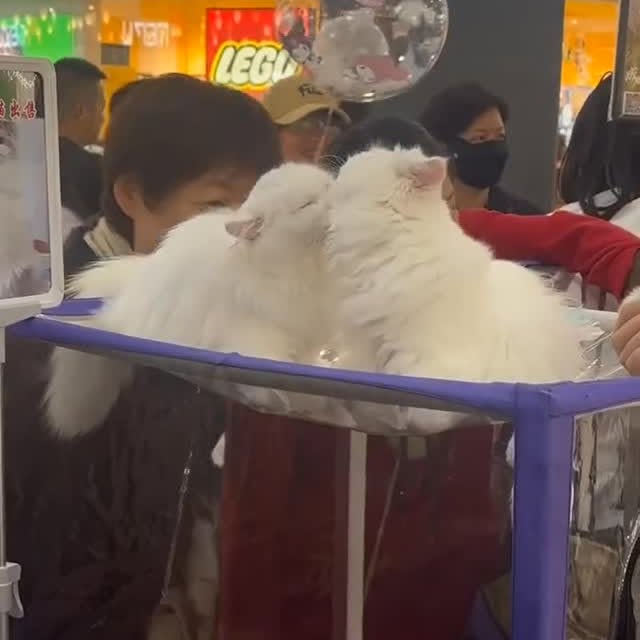 Post by dailycats.co