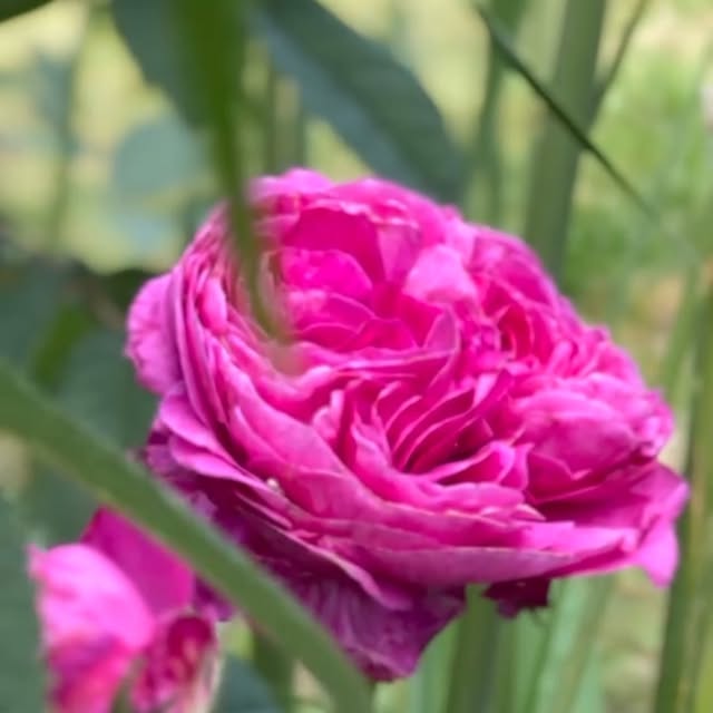 Post by jothompsongarden