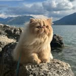 luce.the.persian.cat