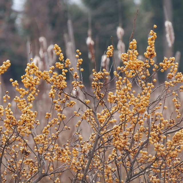 Post by greatgardenplants