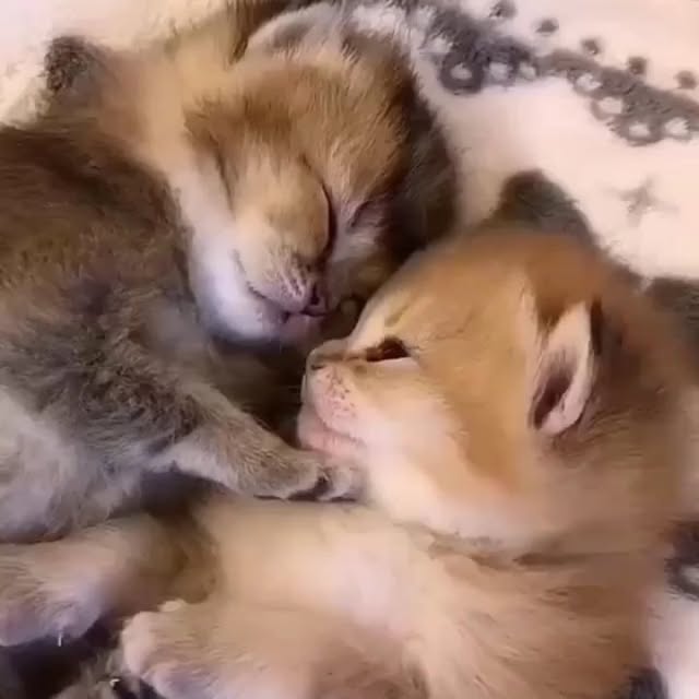 Post by bestcatsfans