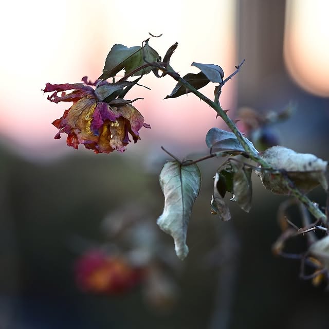 Post by calfiresanluisobispo