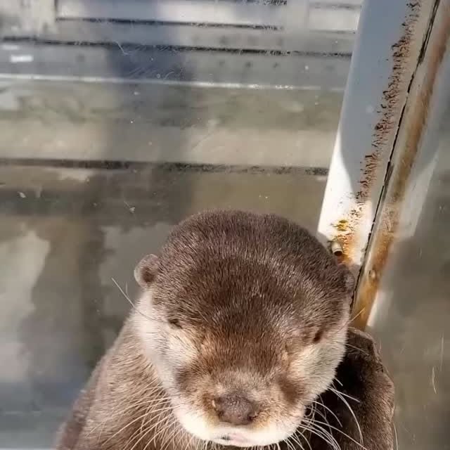 Post by ottershub