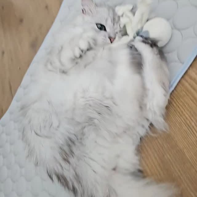 Post by ollie.frenkie