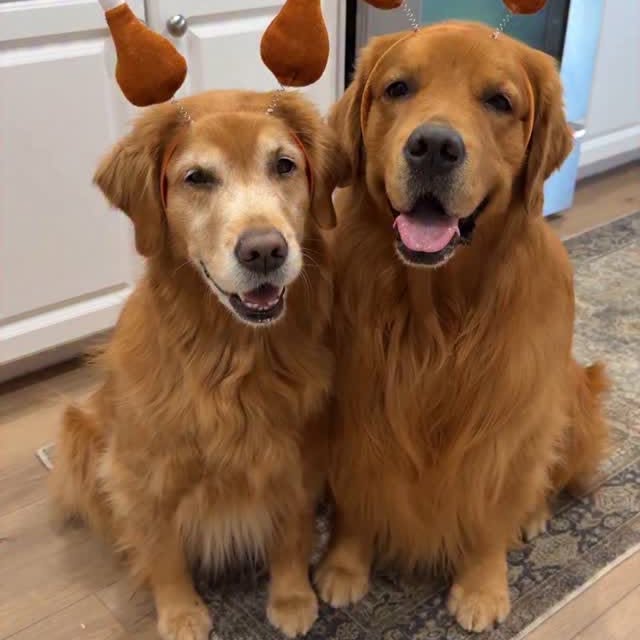 Post by bowen_thegolden