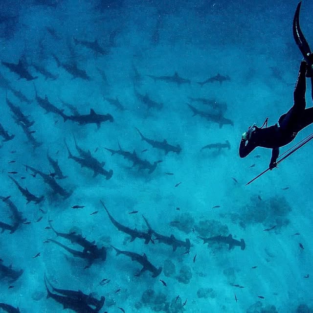 Post by pelayosalinas