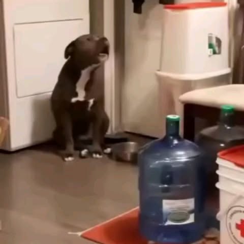 Post by pitbull_addict_