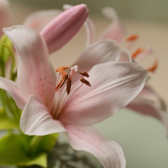 Post by zarasweetartmold