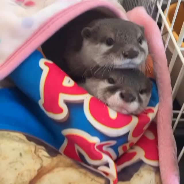 Post by ottershub