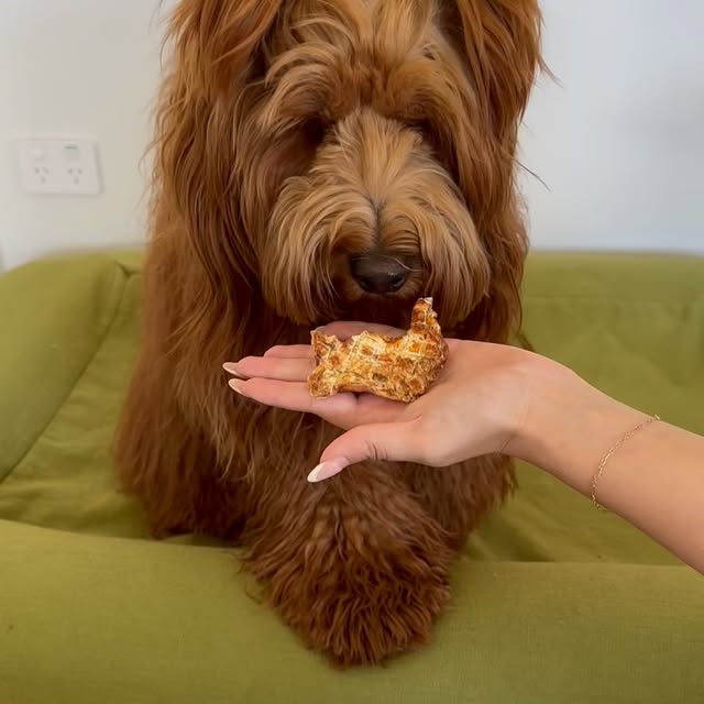 Post by lennyspupshop