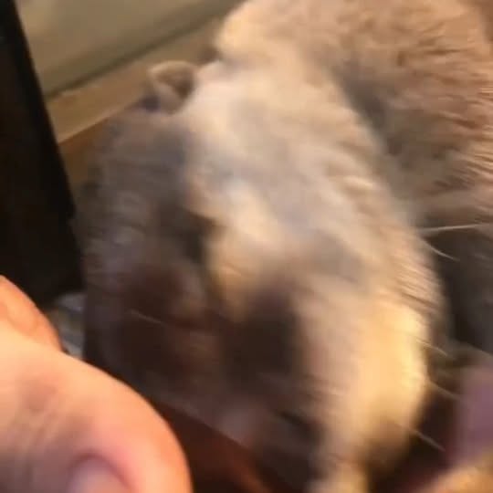 Post by ottershub