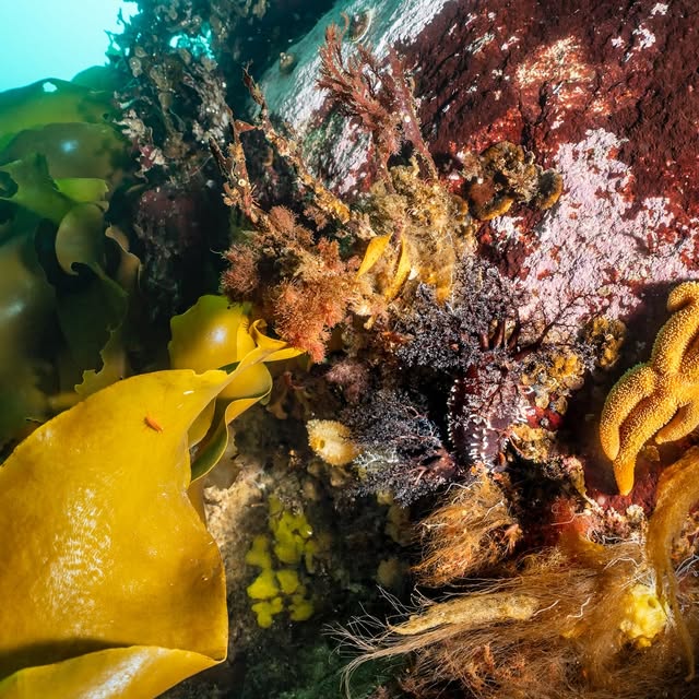 Post by underwaterpat