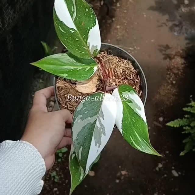 Post by bunga_allecia23