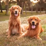 bowen_thegolden