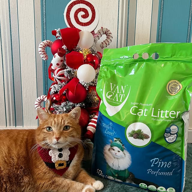 Post by a_ginger_cat_named_rascal