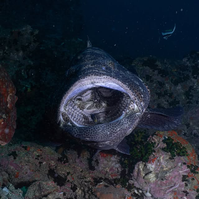 Post by red.biodiving