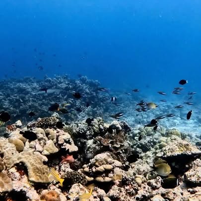 Post by kath.sea.fish