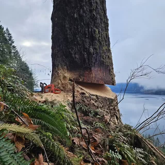 Post by nighthawkfalling