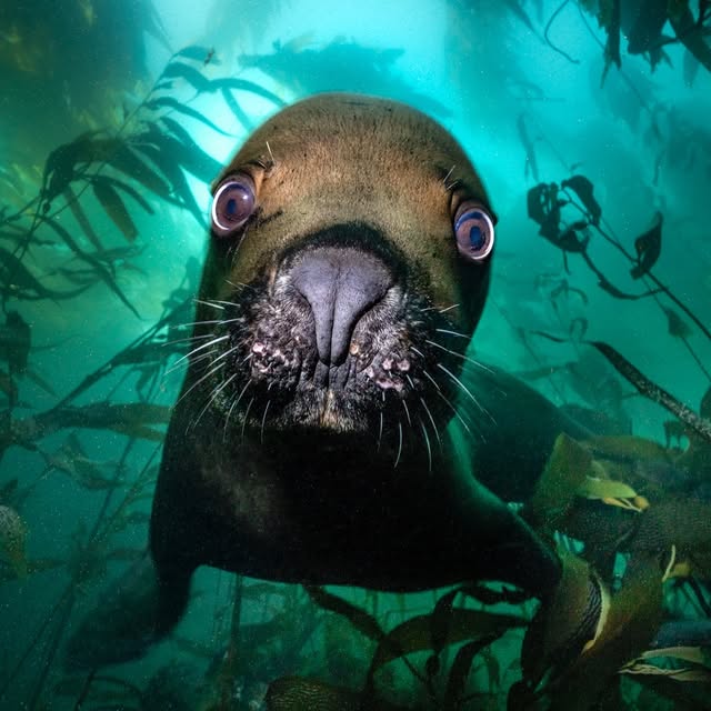 Post by underwaterpat