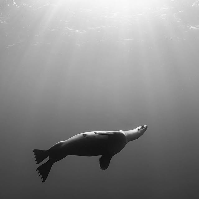 Post by fishportrait