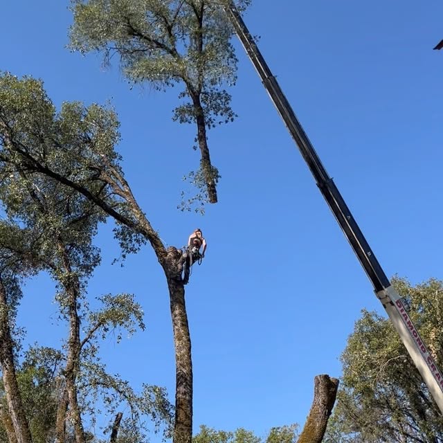 Post by urlocallumberjill