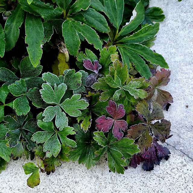 Post by rasalaurinaviciene