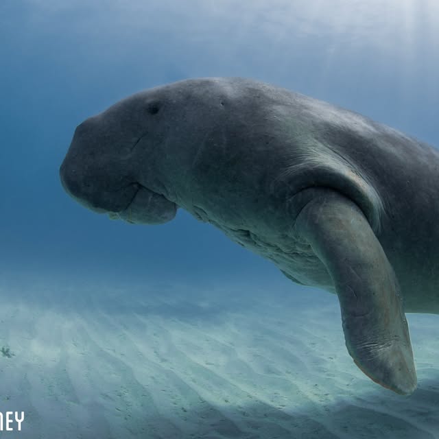 Post by dive_journey