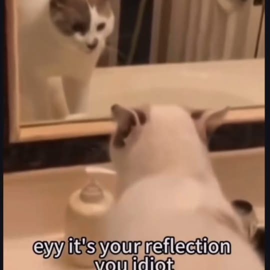 Post by cats_nomad18