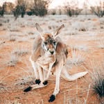 VisitCentralAus's profile picture