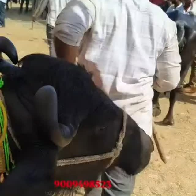 Post by malviya_dairy_farm_143