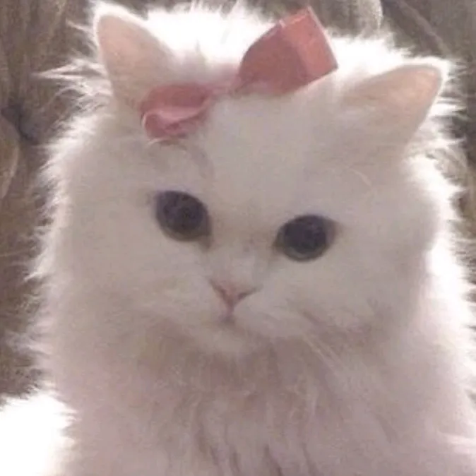 saffiyah's profile picture