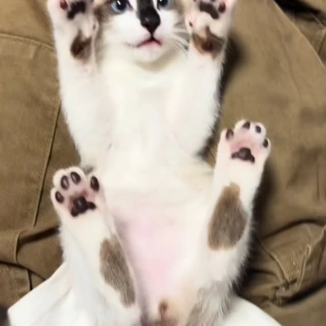 Post by houseofkittyss