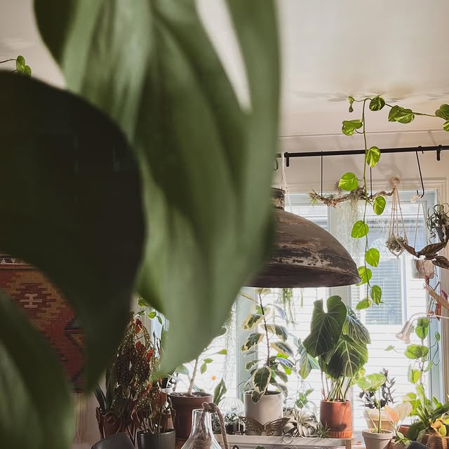 Post by houseofbotanical