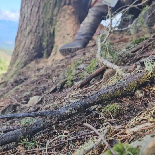 Post by nighthawkfalling