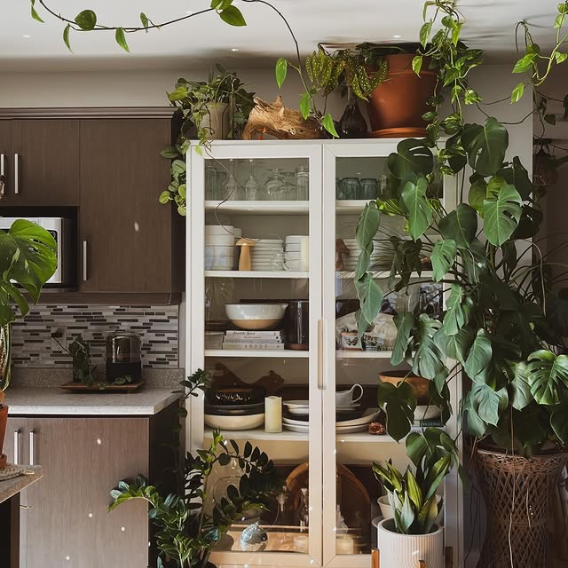 Post by houseofbotanical