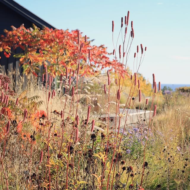 Post by vill_hageglede