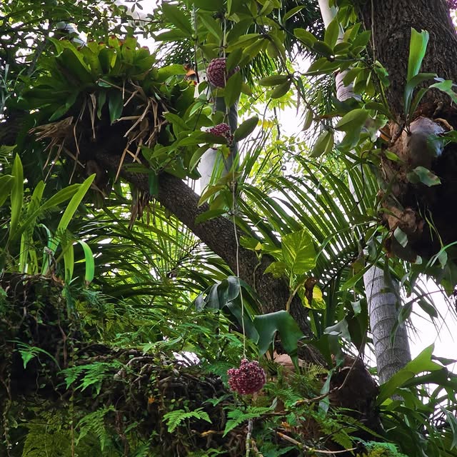 Post by lets.talkhoya