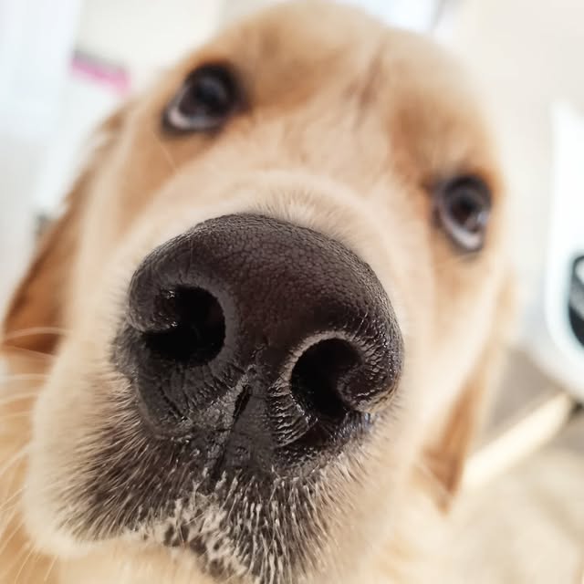 Post by lennyspupshop